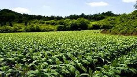 نیاز های آموزشی و ترویجی توتون کاران