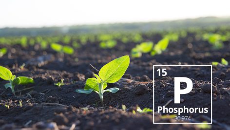 تحقیق در مورد جذب فسفر توسط گیاهان
