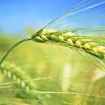 استفاده از روش اصلاحی هاپلوئیدی در غلات