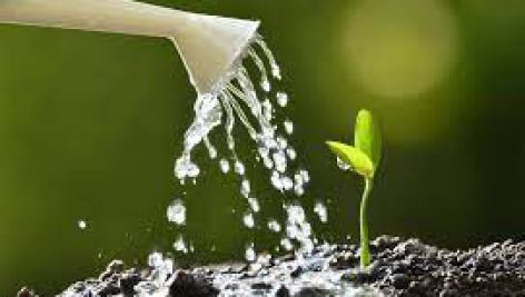 جذب آب توسط ريشه در گياهان