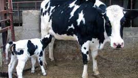تحقیق در مورد تنظيم حرارت بيضه و اسكروتوم در گاو نر