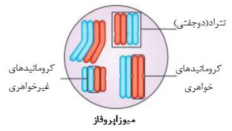تحقیق در مورد شواهد و مبنای تئوری کروموزومی وراثت