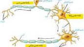تأثير فعاليت عصبي سمپاتيك و كته كولامين‌‌ها روي نورون‌‌هاي آوران اوليه