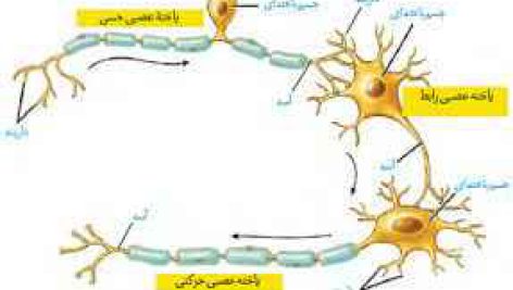 تحقیق در مورد تأثير فعاليت عصبی سمپاتيک و كته كولامين‌‌ها روی نورون‌‌ های آوران اوليه