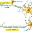 تأثير فعاليت عصبي سمپاتيك و كته كولامين‌‌ها روي نورون‌‌هاي آوران اوليه