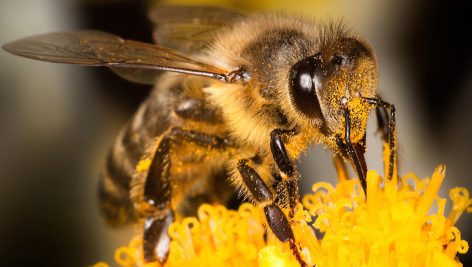 تحقیق در مورد توليد مثل و تشکيلات کندوی زنبور عسل