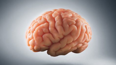 تحقیق در مورد آناتومی مغز