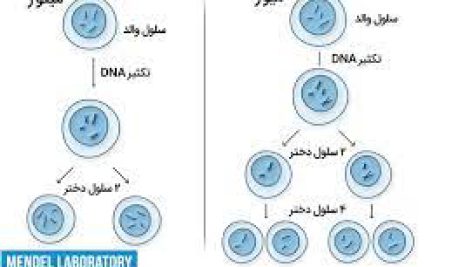 شرح میوز