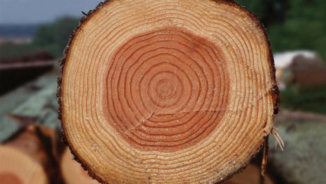 بررسی ویژگیهای کاربردی کامپوزیت الیاف چوب پالونیا