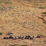 نگرشي‌ بر مراتع‌ مناطق‌ خشك‌ ايران‌