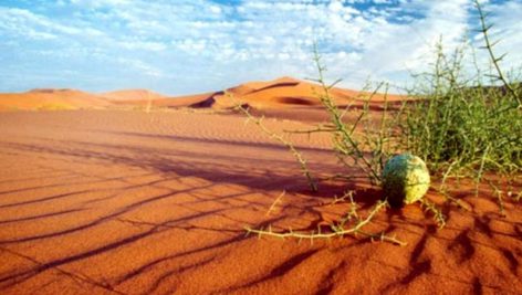 افزایش سطح کویرها و کاهش کیفیت آب و خاک