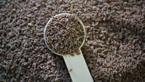 كاربرد بارهنگ در طب سنتي و افق‌هاي آينده
