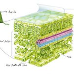 ساختار برگها