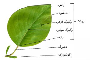 ساختار برگها