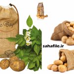 بسته بندی سیب زمینی