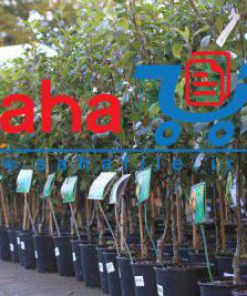 طرح توجیهی احداث گلخانه نهال کاری سال 99