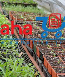 طرح توجیهی احداث نهالستان سیب ، بلوبری و کرانبری