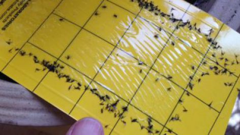 طرح توجیهی تولید کارت های زرد جاذب حشرات