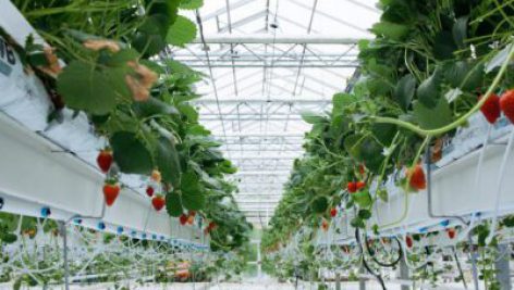 طرح توجیهی احداث گلخانه توت فرنگی در سطح کشت ١٣٫٨ هکتار