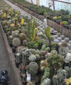 طرح توجیهی گیاهان زینتی