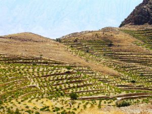 احداث باغ در اراضي شيبدار