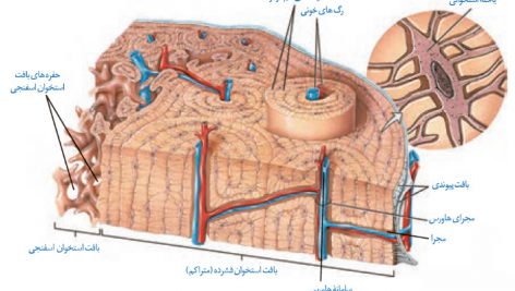 بافت شناسي استخوان