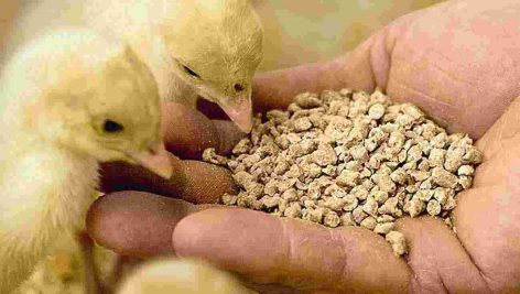 تحقیق در مورد آنزيم های بتاگلوكاناز و گزيلاناز در تغذيه طيور