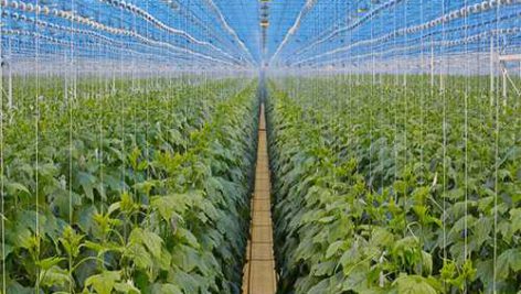 خیار گلخانه ای