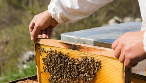 تحقیق در مورد زنبور داری