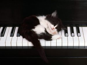 موسیقی و تاثیرات آن بر موجودات