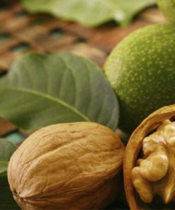 اکولوژی گردو