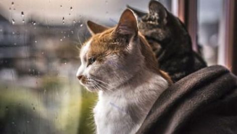 تحقیق در مورد داستان گربه ای زیر باران
