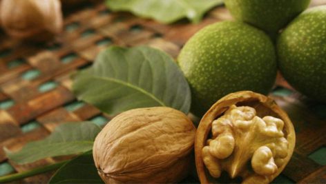 اکولوژی گردو