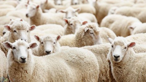 طرح توجیهی پرورش گوسفندان داشتی و پرواربندی بره